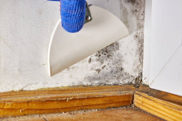 Best Crawl Space Mold Remediation  in Westvle, IL